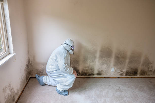 Best Industrial Mold Remediation  in Castle Shannon, PA